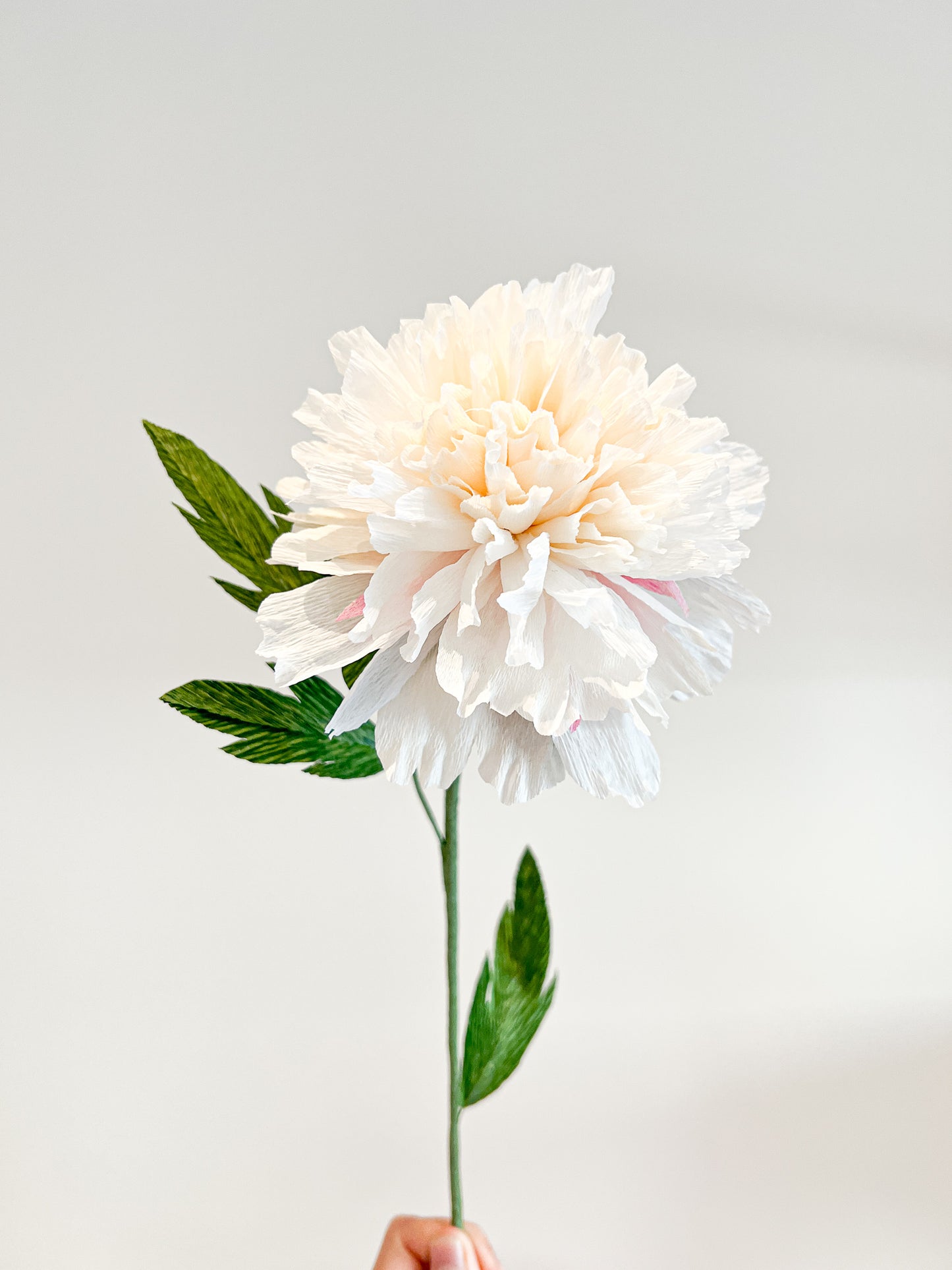 Bomb Peony