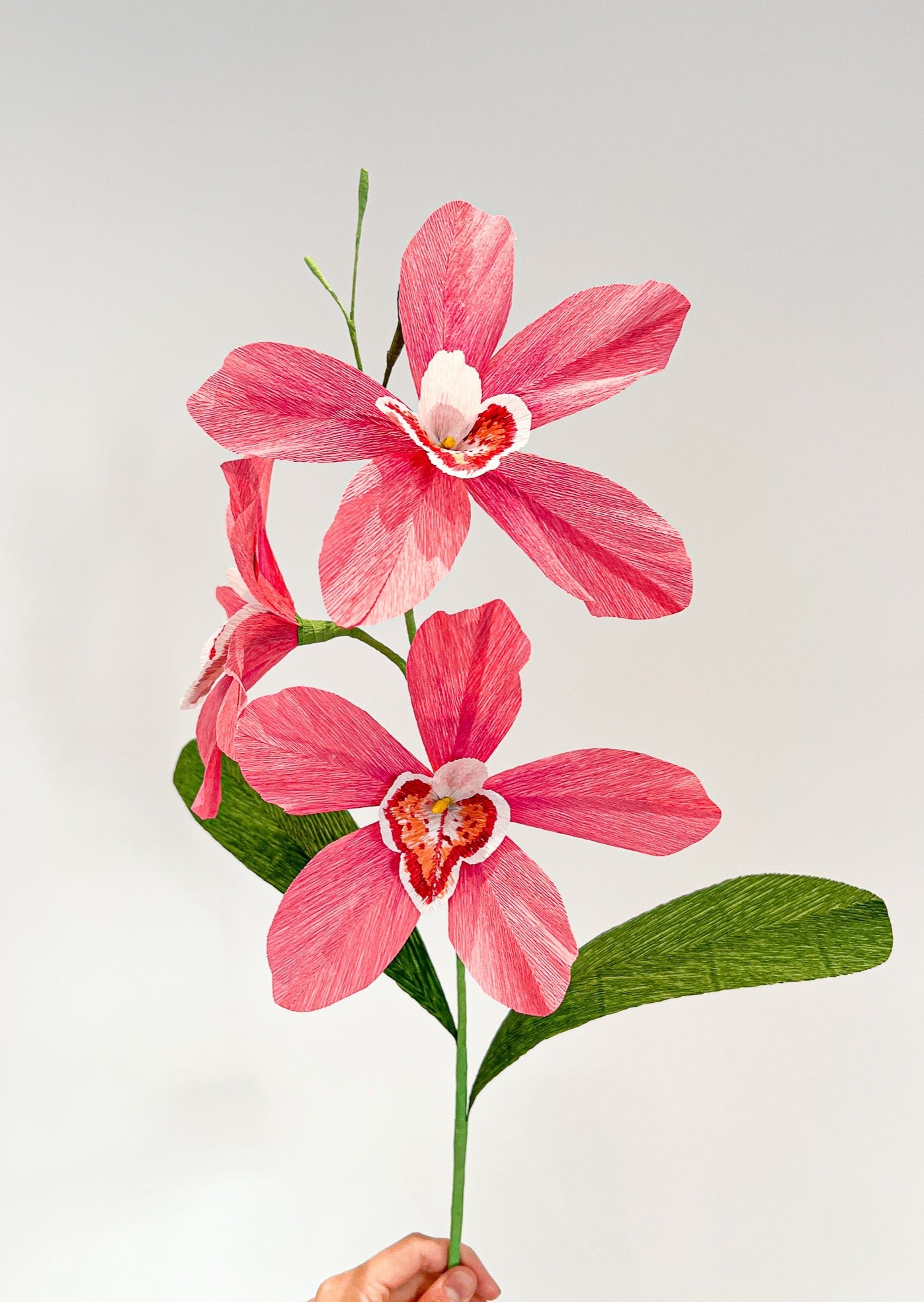 Pink Cymbidium Orchid branch