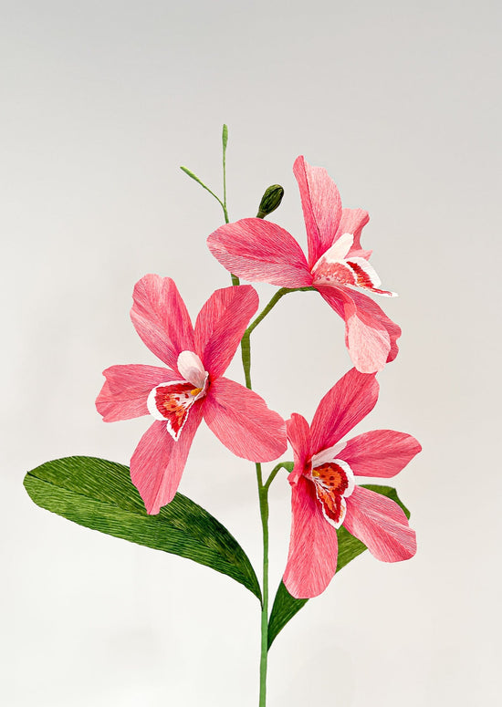 Pink Cymbidium Orchid branch