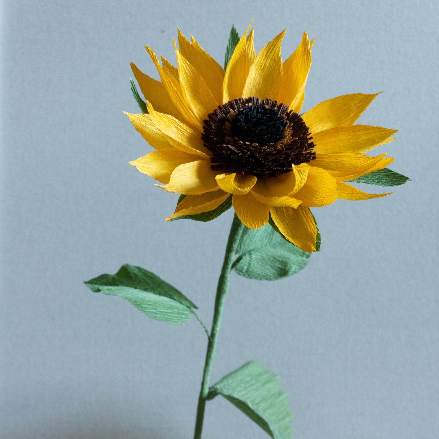 Sunflower stem