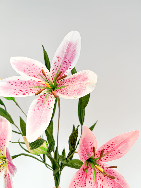 Limited Pink Stargazer Lily