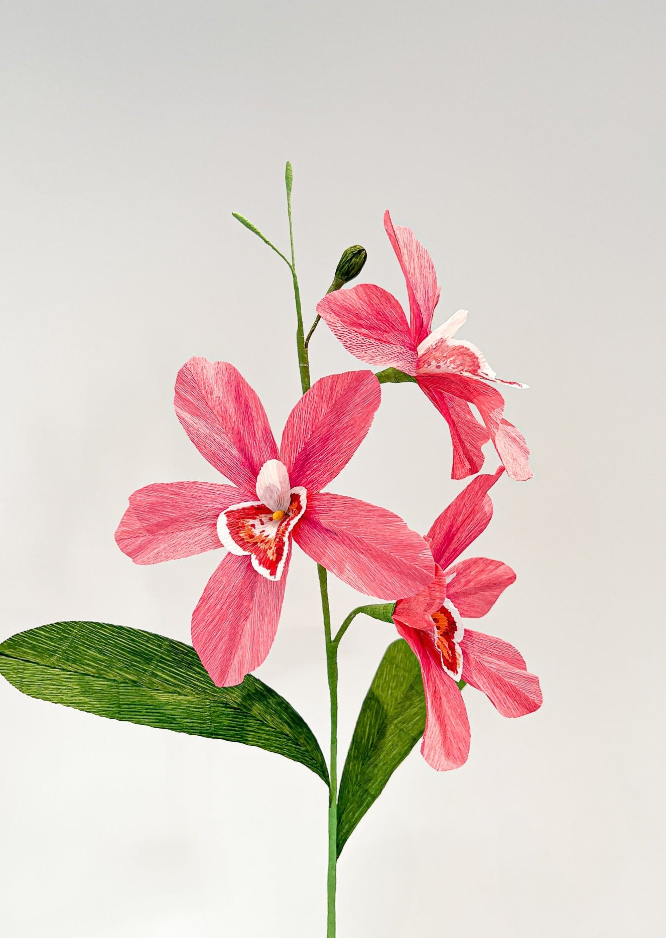 Pink Cymbidium Orchid branch
