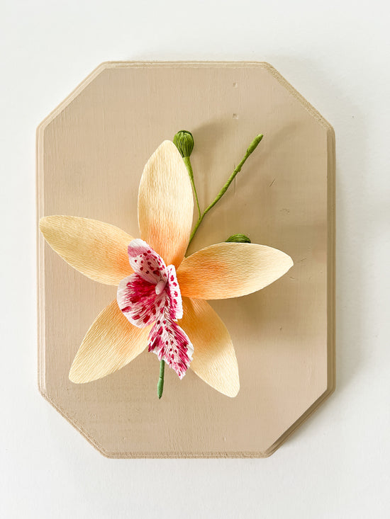 Paper Flower Sculpture on Wooden Frame: Cymbidium Orchid (Display)