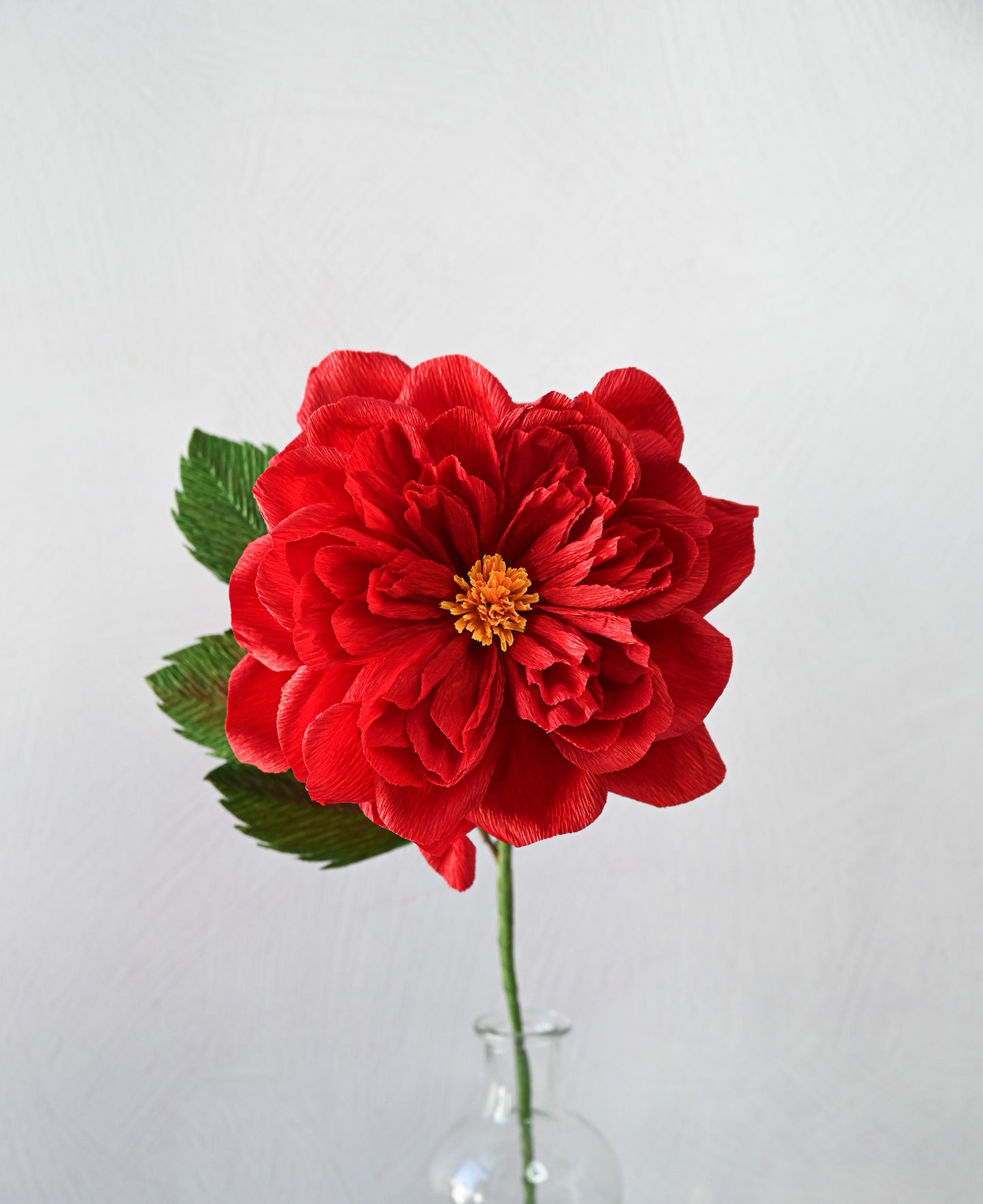 David Austin Rose