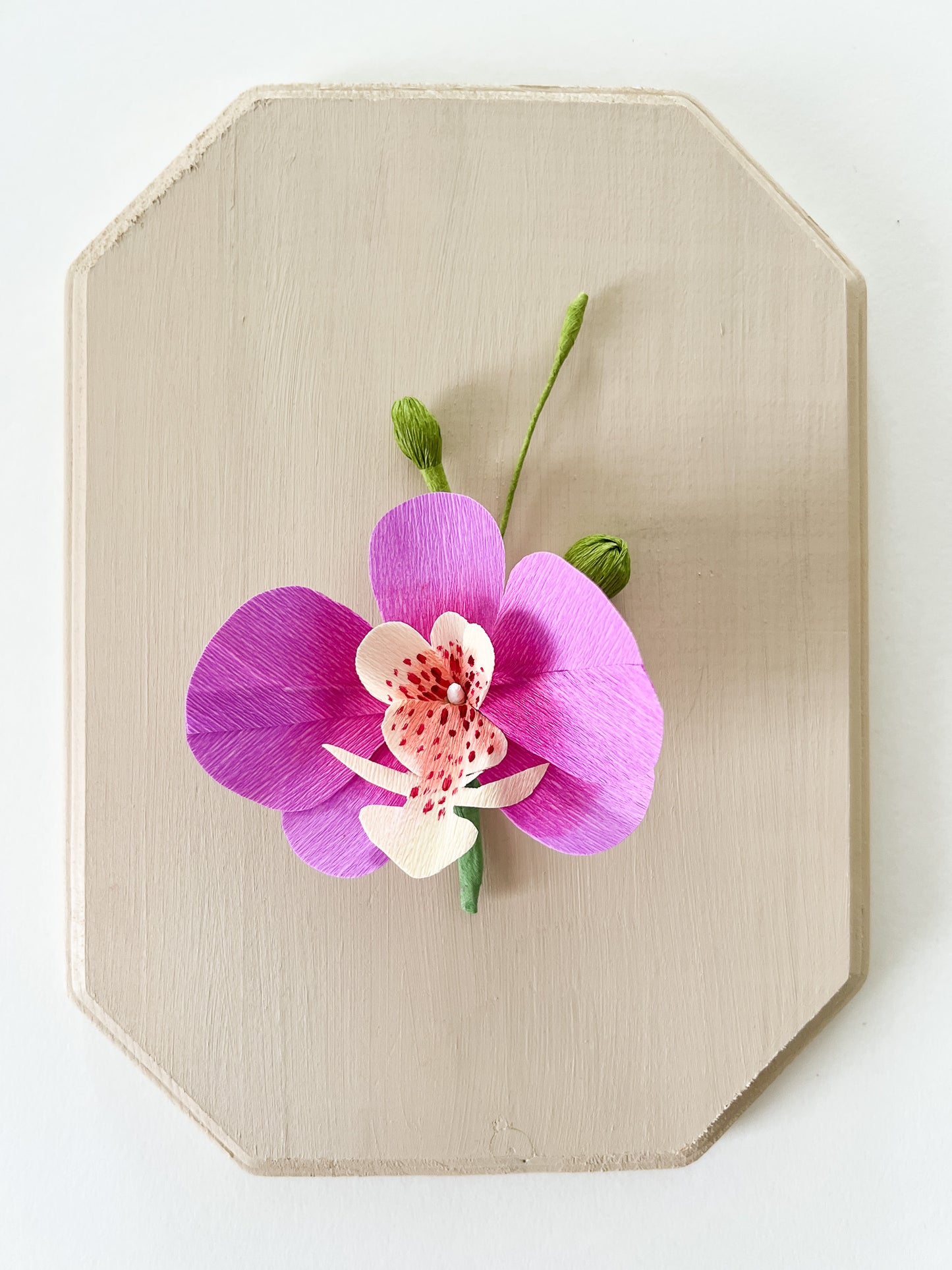 Paper Flower Sculpture on Wooden Frame: Moth Orchid (Display)