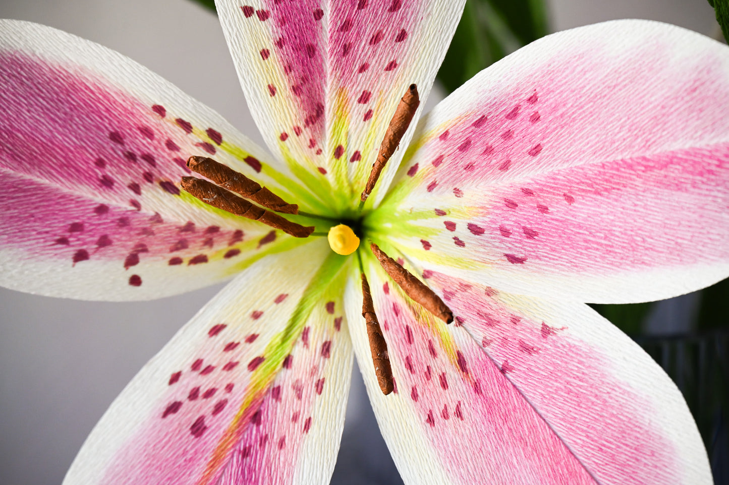 Limited Pink Stargazer Lily