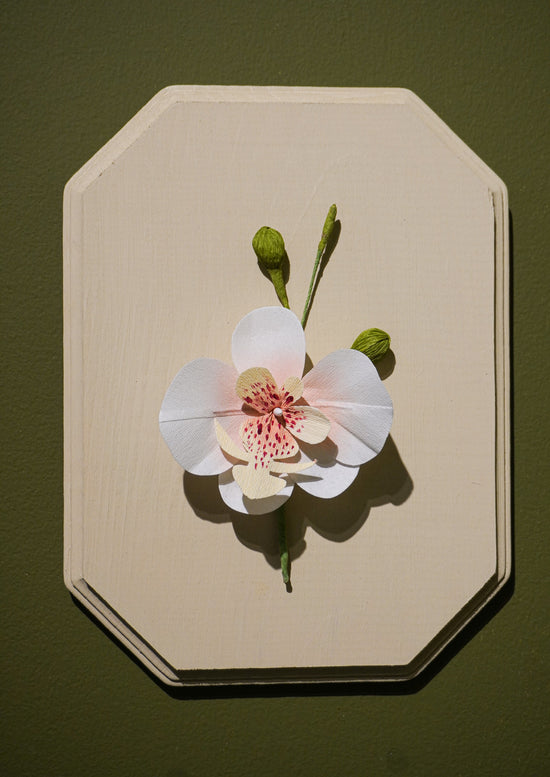 Paper Flower Sculpture on Wooden Frame: Moth Orchid (Display)